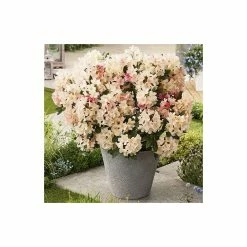 Rhododendron 'Percy Wiseman' | 3L Pot - Rhododendron Yakushimanum -Pink Plants Shop PL301543L add image 4 07f6