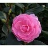3ft Camellia 'EG Waterhouse' | 4L | Camellia japonica