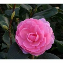 3ft Camellia 'EG Waterhouse' | 4L | Camellia japonica