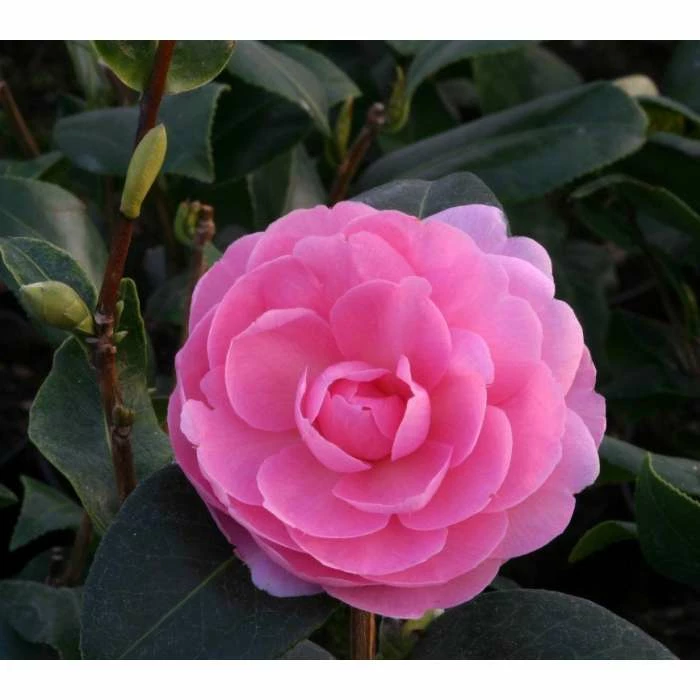 3ft Camellia 'EG Waterhouse' | 4L | Camellia japonica 1 3ft Camellia 'EG Waterhouse' | 4L | Camellia japonica