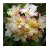 2ft Deciduous Azalea 'Cannons Double' | 5L Pot