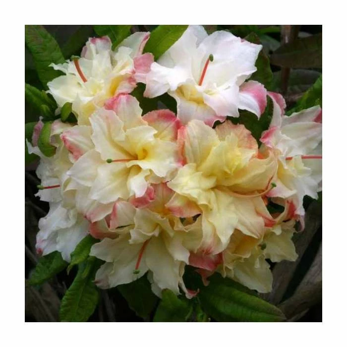 2ft Deciduous Azalea 'Cannons Double' | 5L Pot 1 2ft Deciduous Azalea 'Cannons Double' | 5L Pot