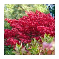 2ft Euonymus 'Burning Bush' | Euonymus alatus | 10L Pot -Pink Plants Shop PL3018 add image 1 2129