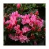 1ft Dwarf Rhododendron 'Razorbill' | 3L Pot