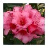1ft Dwarf Rhododendron 'Winsome' | 3L Pot