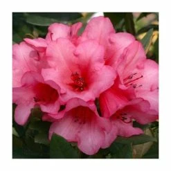 1ft Dwarf Rhododendron 'Winsome' | 3L Pot