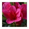 1ft Evergreen Azalea 'Benny Gerry' |3L Pot | Azelea japonica