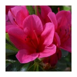 1ft Evergreen Azalea 'Benny Gerry' |3L Pot | Azelea japonica