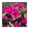 1ft Evergreen Azalea 'Canzonetta' |3L Pot | Azelea japonica