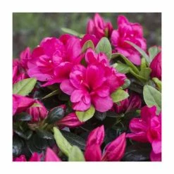 1ft Evergreen Azalea 'Canzonetta' |3L Pot | Azelea japonica