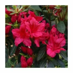 1ft Evergreen Azalea 'George Arends' |3L Pot | Azelea japonica