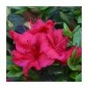 1ft Evergreen Azalea 'Johanna' |3L Pot | Azelea japonica