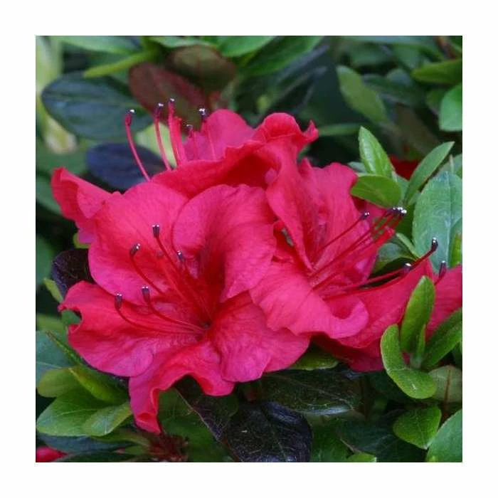 1ft Evergreen Azalea 'Johanna' |3L Pot | Azelea japonica 1 1ft Evergreen Azalea 'Johanna' |3L Pot | Azelea japonica