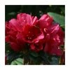 1ft Evergreen Azalea 'Madame Galle' |3L Pot | Azelea japonica