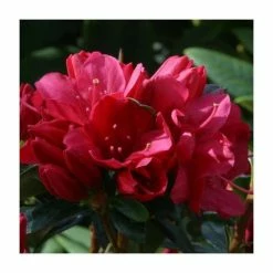 1ft Evergreen Azalea 'Madame Galle' |3L Pot | Azelea japonica