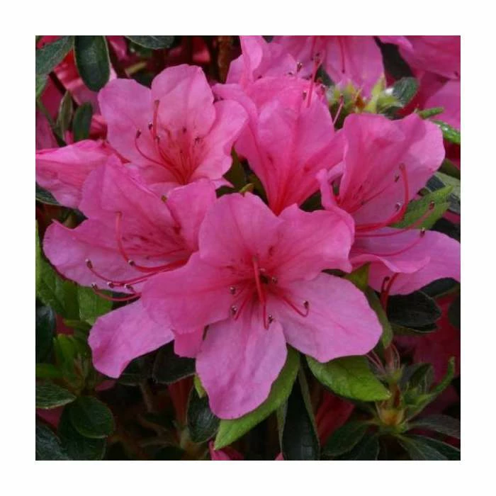 1ft Evergreen Azalea 'Madame Van Hecke' |3L Pot | Azelea japonica 1 1ft Evergreen Azalea 'Madame Van Hecke' |3L Pot | Azelea japonica
