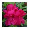 1ft Evergreen Azalea 'Mothers Day' |3L Pot | Azelea japonica