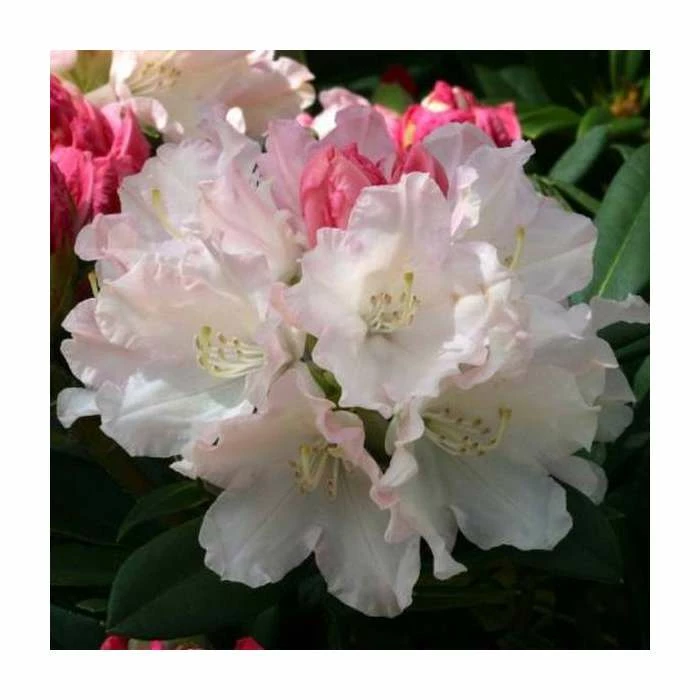 1ft Rhododendron 'Dreamland' | 3L Pot | Rhododendron Yakushimanum 1 1ft Rhododendron 'Dreamland' | 3L Pot | Rhododendron Yakushimanum