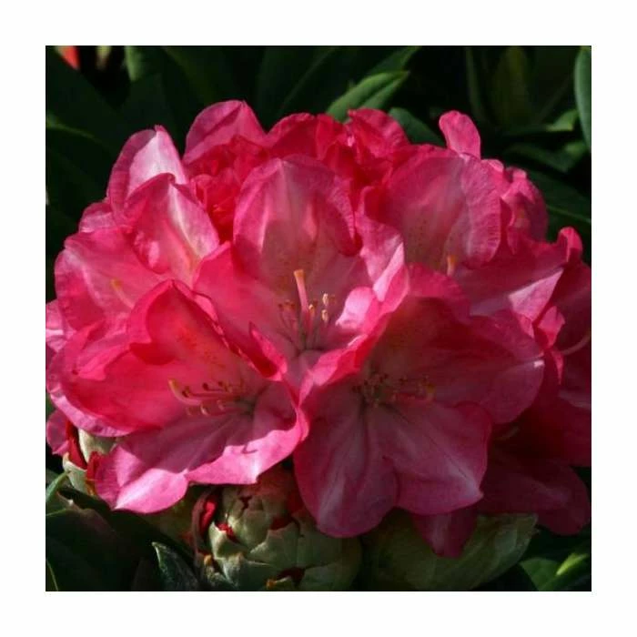 1ft Rhododendron 'Fantastica'| 3L Pot | Rhododendron Yakushimanum 1 1ft Rhododendron 'Fantastica'| 3L Pot | Rhododendron Yakushimanum
