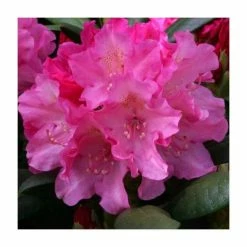 1ft Rhododendron 'Polaris' | 3L Pot | Rhododendron Yakushimanum