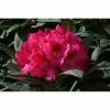 1ft Rhododendron 'Sneezey' | 3L Pot | Rhododendron Yakushimanum