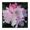 1ft Rhododendron 'Christmas Cheer' | 7.5L Pot | Compact Rhododendron