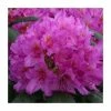 2ft Rhododendron 'Delta' | 7.5L Pot | Rhododendron Hybrid