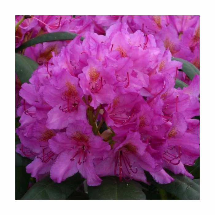2ft Rhododendron 'Delta' | 7.5L Pot | Rhododendron Hybrid 1 2ft Rhododendron 'Delta' | 7.5L Pot | Rhododendron Hybrid