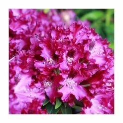 1ft Rhododendron 'Marie Fortier ' | 7.5L Pot | Compact Rhododendron