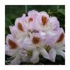 2ft Rhododendron 'Mrs T. H. Lowinsky ' | 7.5L Pot | Rhododendron Hybrid