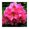 2ft Rhododendron 'Scintillation ' | 7.5L Pot | Rhododendron Hybrid