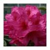 2ft Rhododendron 'Van' | 7.5L Pot | Rhododendron Hybrid