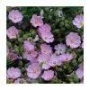 40cm Cistus argenteus 'Silver Pink' | 2 Litre Pot
