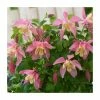 30cm Aquilegia 'Spring Magic Rose & Ivory' | 3L Pot
