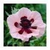 30cm Papaver 'Princess Victoria Louise' | 3L Pot