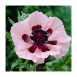 30cm Papaver 'Princess Victoria Louise' | 3L Pot