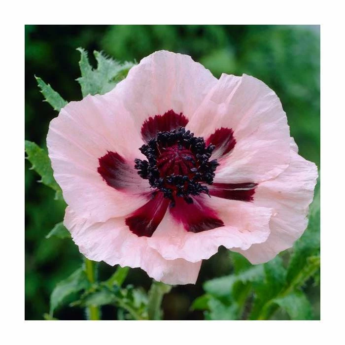 30cm Papaver 'Princess Victoria Louise' | 3L Pot 1 30cm Papaver 'Princess Victoria Louise' | 3L Pot