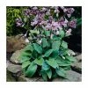 20cm Hosta 'Halcyon' | 3L Pot