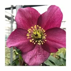 1ft Helleborus 'Leona' | 3L Pot | Helleborus Gold Collection®