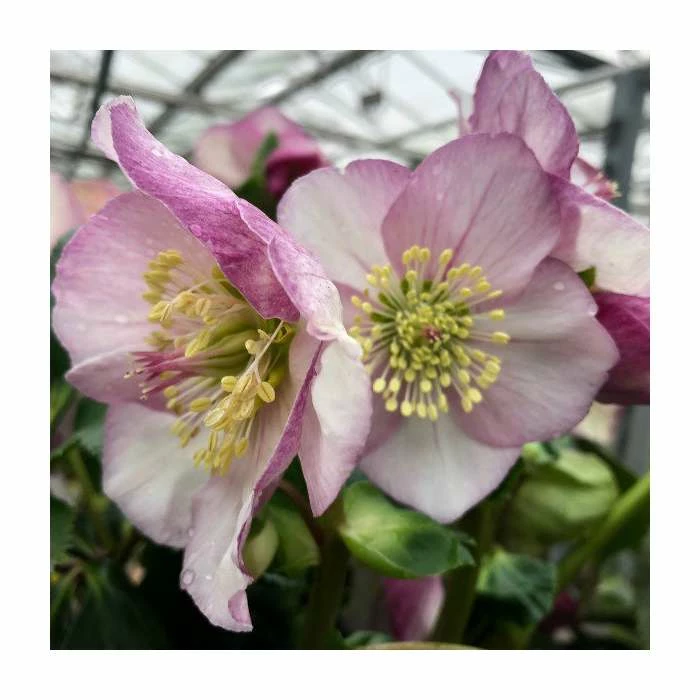 1ft Helleborus 'Liara' | 3L Pot | Helleborus Gold Collection® 1 1ft Helleborus 'Liara' | 3L Pot | Helleborus Gold Collection®