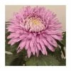 Chrysanthemum 'Pandion Pink' | Early Outdoor Bloom | 5 x Plug Plant
