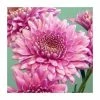 Chrysanthemum 'Gerrie Hoek Dark Pink' | Early Season Outdoor Spray | 5 x Plug Plant