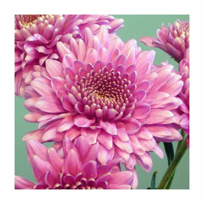 Chrysanthemum 'Gerrie Hoek Dark Pink' | Early Season Outdoor Spray | 5 x Plug Plant 1 Chrysanthemum 'Gerrie Hoek Dark Pink' | Early Season Outdoor Spray | 5 x Plug Plant
