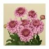 Chrysanthemum 'Payton Blaze Pink' | Main Season Outdoor Spray | 5 x Plug Plant