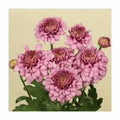 Chrysanthemum 'Payton Blaze Pink' | Main Season Outdoor Spray | 5 x Plug Plant