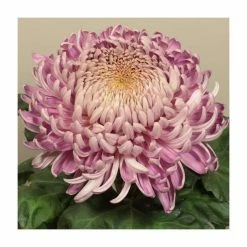 Chrysanthemum 'Cassandra Pink' | Indoor Bloom | 5 x Plug Plant