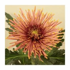 Chrysanthemum 'Tula Carmella' | Crossover Series | 5 x Plug Plant