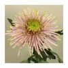 Chrysanthemum 'Tula Pink' | Crossover Series | 5 x Plug Plant