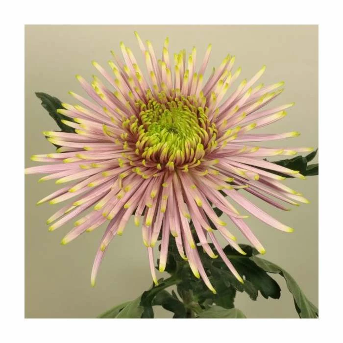 Chrysanthemum 'Tula Pink' | Crossover Series | 5 x Plug Plant 1 Chrysanthemum 'Tula Pink' | Crossover Series | 5 x Plug Plant