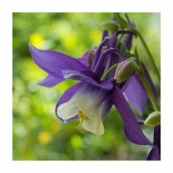 Aquilegia 'Spring Magic' Collection | 3 x 2L Pots -Pink Plants Shop PL50774 add image 2 57a6